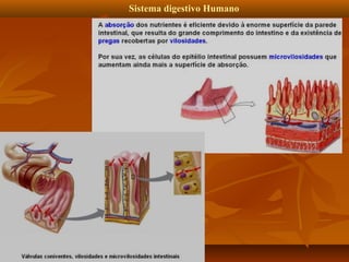 Sistema digestivo Humano

 