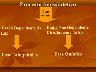 Processo fotossintético
Duas
etapas

Etapa Dependente da
Luz

Etapa Não Dependente
Directamente da luz

Fase Fotoquímica

Fase Química

 