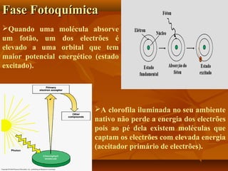 Fase Fotoquímica
Quando uma
um fotão, um
elevado a uma
maior potencial
excitado).

molécula absorve
dos electrões é
orbital que tem
energético (estado

A clorofila iluminada no seu ambiente
nativo não perde a energia dos electrões
pois ao pé dela existem moléculas que
captam os electrões com elevada energia
(aceitador primário de electrões).

 