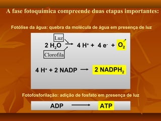 A fase fotoquímica compreende duas etapas importantes:
Fotólise da água: quebra da molécula de água em presença de luz

Luz

2 H2O

4 H+ + 4 e- + O2

Clorofila

4 H+ + 2 NADP

2 NADPH2

Fotofosforilação: adição de fosfato em presença de luz

ADP

ATP

 