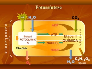 Fotossíntese
H2 O

Luz

C
L
O
R
O
P
L
A
S
T
O

CO2
ADP

Etapa I
FOTOQUÍMIC
A
Tilacóide

O2

ATP
NADPH2

Etapa II
QUÍMICA

E
S
T
R
O
M
A

NADP

H2 O

C6 H12 O6
Glicose

 
