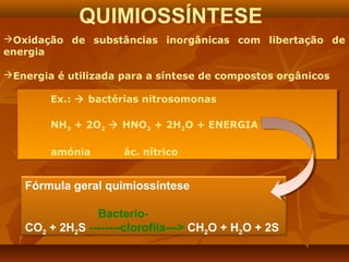 QUIMIOSSÍNTESE
Oxidação de substâncias inorgânicas com libertação de
energia
Energia é utilizada para a síntese de compostos orgânicos
Ex.:  bactérias nitrosomonas
Ex.:  bactérias nitrosomonas
NH33 + 2O22  HNO22 + 2H22O + ENERGIA
NH + 2O  HNO + 2H O + ENERGIA
amónia
amónia

ác. nítrico
ác. nítrico

Fórmula geral quimiossíntese
BacterioCO2 + 2H2S --------clorofila---> CH2O + H2O + 2S

 