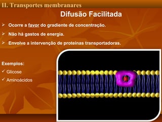 II. Transportes membranares

Difusão Facilitada
 Ocorre a favor do gradiente de concentração.
 Não há gastos de energia.
 Envolve a intervenção de proteínas transportadoras.

Exemplos:
 Glicose
 Aminoácidos

 