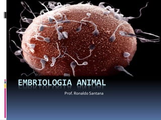 EMBRIOLOGIA ANIMAL
Prof. Ronaldo Santana