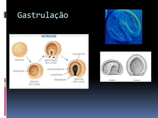 Gastrulação