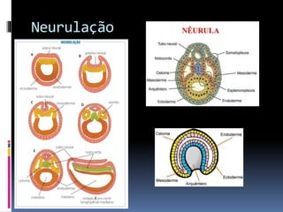 Neurulação