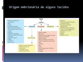 Origem embrionária de alguns tecidos