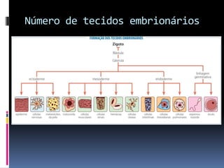 Número de tecidos embrionários