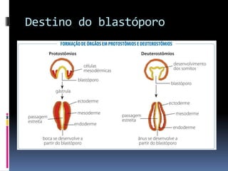 Destino do blastóporo