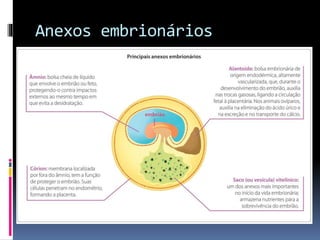 Anexos embrionários