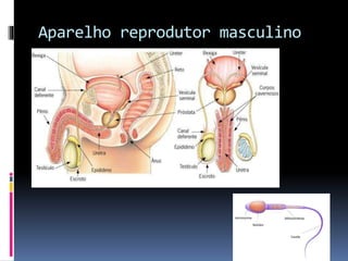 Aparelho reprodutor masculino