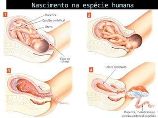 Nascimento na espécie humana