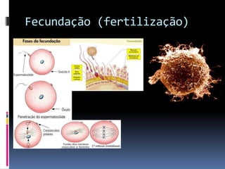 Fecundação (fertilização)