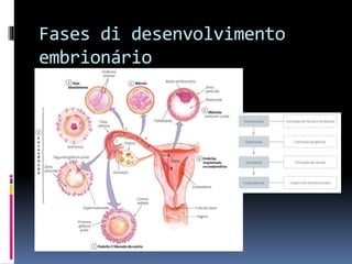 Fases di desenvolvimento
embrionário