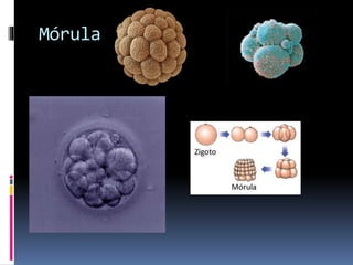 Mórula