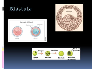 Blástula