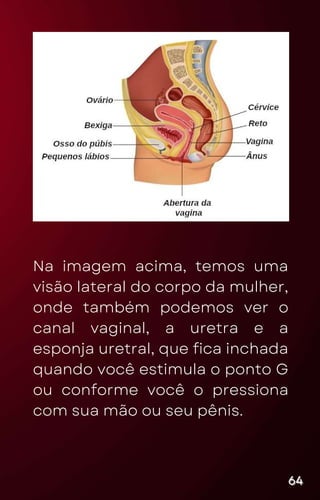 Na imagem acima, temos uma
visão lateral do corpo da mulher,
onde também podemos ver o
canal vaginal, a uretra e a
esponja uretral, que fica inchada
quando você estimula o ponto G
ou conforme você o pressiona
com sua mão ou seu pênis.
64
64
64
 