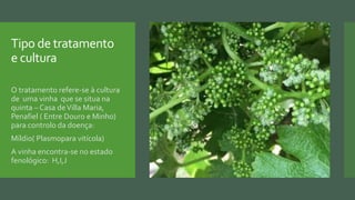 Tipo de tratamento
e cultura
 O tratamento refere-se à cultura
de uma vinha que se situa na
quinta – Casa deVilla Maria,
Penafiel ( Entre Douro e Minho)
para controlo da doença:
 Míldio( Plasmopara vitícola)
 A vinha encontra-se no estado
fenológico: H,I,J
 