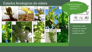 Estados fenologicos da videira
Nesta fase a vinha
também se encontra
sensível ao: Oídio
podridão negra???
Estado fenológico: H
botões florais
separados; I , j
 
