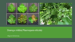 Doença:míldio(Plasmoparavitícola)
Alguns Sintomas.
 