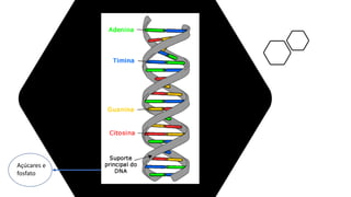Açúcares e
fosfato
 