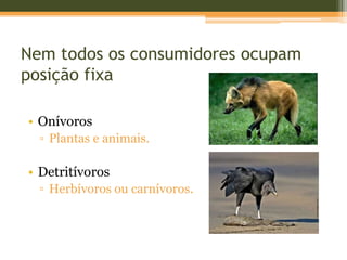 Nem todos os consumidores ocupam
posição fixa
• Onívoros
▫ Plantas e animais.
• Detritívoros
▫ Herbívoros ou carnívoros.
