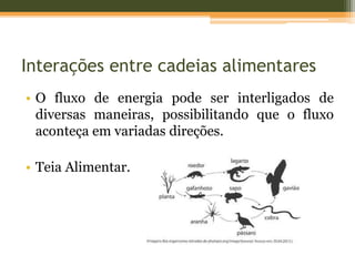 Interações entre cadeias alimentares
• O fluxo de energia pode ser interligados de
diversas maneiras, possibilitando que o fluxo
aconteça em variadas direções.
• Teia Alimentar.