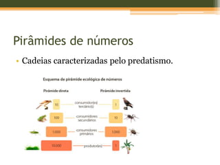 Pirâmides de números
• Cadeias caracterizadas pelo predatismo.