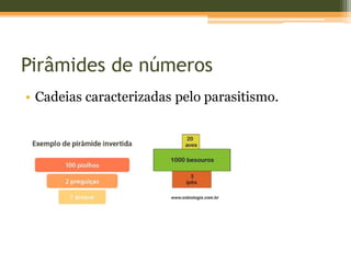 Pirâmides de números
• Cadeias caracterizadas pelo parasitismo.