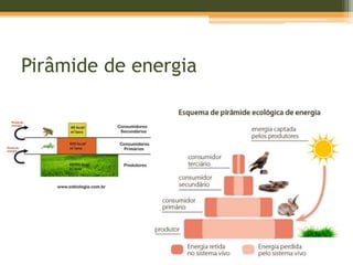 Pirâmide de energia