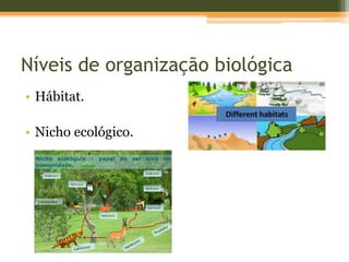 Níveis de organização biológica
• Hábitat.
• Nicho ecológico.