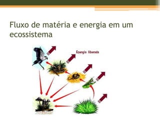 Fluxo de matéria e energia em um
ecossistema
