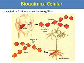 Bioquímica Celular
Glicogênio e Amido – Reservas energéticas
 