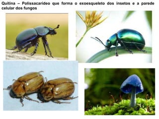 Quitina – Polissacarídeo que forma o exoesqueleto dos insetos e a parede
celular dos fungos
 