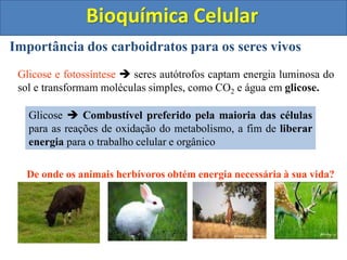 Bioquímica Celular
Importância dos carboidratos para os seres vivos
Glicose e fotossíntese  seres autótrofos captam energia luminosa do
sol e transformam moléculas simples, como CO2 e água em glicose.
Glicose  Combustível preferido pela maioria das células
para as reações de oxidação do metabolismo, a fim de liberar
energia para o trabalho celular e orgânico
De onde os animais herbívoros obtém energia necessária à sua vida?
 
