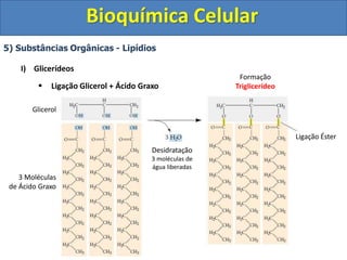 Bioquímica Celular
5) Substâncias Orgânicas - Lipídios
I) Glicerídeos
 Ligação Glicerol + Ácido Graxo
Glicerol
3 Moléculas
de Ácido Graxo
Desidratação
3 moléculas de
água liberadas
Formação
Triglicerídeo
Ligação Éster
 