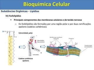 Bioquímica Celular
Substâncias Orgânicas - Lipídios
IV) Fosfolipídios
 Principais componentes das membranas celulares e do tecido nervoso
o Os fosfolipídios são formados por uma região polar e por duas ramificações
apolares (cadeias carbônicas).
Extremidade polar
Cadeias carbônicas
apolares
-
+
 