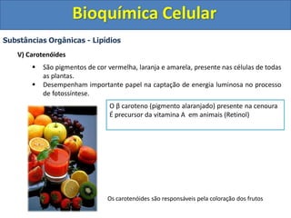 Bioquímica Celular
Substâncias Orgânicas - Lipídios
V) Carotenóides
 São pigmentos de cor vermelha, laranja e amarela, presente nas células de todas
as plantas.
 Desempenham importante papel na captação de energia luminosa no processo
de fotossíntese.
Os carotenóides são responsáveis pela coloração dos frutos
O β caroteno (pigmento alaranjado) presente na cenoura
É precursor da vitamina A em animais (Retinol)
 