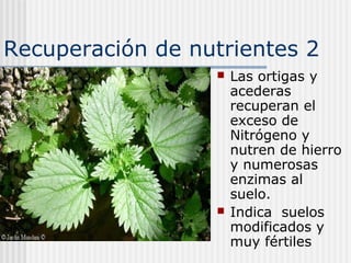 Recuperación de nutrientes 2
 Las ortigas y
acederas
recuperan el
exceso de
Nitrógeno y
nutren de hierro
y numerosas
enzimas al
suelo.
 Indica suelos
modificados y
muy fértiles
 