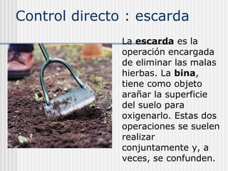 Control directo : escarda
La escarda es la
operación encargada
de eliminar las malas
hierbas. La bina,
tiene como objeto
arañar la superficie
del suelo para
oxigenarlo. Estas dos
operaciones se suelen
realizar
conjuntamente y, a
veces, se confunden.
 