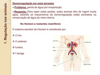 1.
Regulação
nos
animais
Osmorregulação em meio terrestre
Problema: perda de água por evaporação.
Resposta: Para repor estas perdas, estes animais têm de ingerir muita
água, estando os mecanismos de osmorregulação estão centrados na
conservação da água do meio interno.
No Homem e restantes mamíferos
O sistema excretor do Homem é constituído por:
 2 rins
 2 ureteres
1uretra.
1 bexiga
 