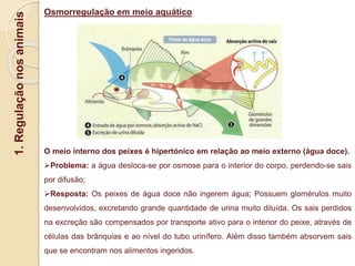 1.
Regulação
nos
animais
Osmorregulação em meio aquático
O meio interno dos peixes é hipertónico em relação ao meio externo (água doce).
Problema: a água desloca-se por osmose para o interior do corpo, perdendo-se sais
por difusão;
Resposta: Os peixes de água doce não ingerem água; Possuem glomérulos muito
desenvolvidos, excretando grande quantidade de urina muito diluída. Os sais perdidos
na excreção são compensados por transporte ativo para o interior do peixe, através de
células das brânquias e ao nível do tubo urinífero. Além disso também absorvem sais
que se encontram nos alimentos ingeridos.
 