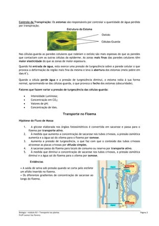 Biologia – módulo A3 – Transporte nas plantas Página 3
Profª Leonor Vaz Pereira
Controlo da Transpiração: Os estomas são responsáveis por controlar a quantidade de água perdida
por transpiração.
Estrutura do Estoma
Nas células-guarda as paredes celulares que rodeiam o ostíolo são mais espessas do que as paredes
que contactam com as outras células da epiderme. As zonas mais finas das paredes celulares têm
maior elasticidade do que as zonas de maior espessura.
Quando há entrada de água, esta exerce uma pressão de turgescência sobre a parede celular o que
provoca a deformação da região mais fina da mesma e leva à abertura dos estomas (meio pobre em
iões K+
).
Quando a célula perde água e a pressão de turgescência diminui, o estoma volta à sua forma
normal, aproximando-se das células-guarda, o que provoca o fecho dos estomas (obscuridade).
Fatores que fazem variar a pressão de turgescência das células-guarda:
 Intensidade Luminosa;
 Concentração em CO2;
 Valores de pH;
 Concentração de iões.
Transporte no Floema
Hipótese do Fluxo de Massa
1. A glicose elaborada nos órgãos fotossintéticos é convertida em sacarose e passa para o
floema por transporte ativo.
2. À medida que aumenta a concentração de sacarose nos tubos crivosos, a pressão osmótica
aumenta e a água sai do xilema para o floema por osmose.
3. Aumenta a pressão de turgescência, o que faz com que o conteúdo dos tubos crivosos
atravesse as placas crivosas por difusão simples.
4. A sacarose passa do floema para locais de consumo ou reserva por transporte ativo.
5. À medida que diminui a concentração de sacarose nos tubos crivosos, a pressão osmótica
diminui e a água sai do floema para o xilema por osmose.
Evidências
• A saída de seiva sob pressão quando se corta pelo estilete
um afídio inserido no floema.
• Os diferentes gradientes de concentração de sacarose ao
longo do floema.
Células-Guarda
Ostíolo
 