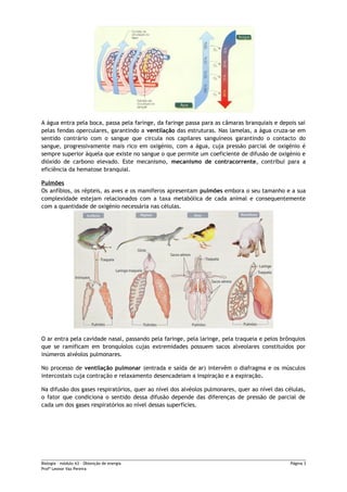 A água entra pela boca, passa pela faringe, da faringe passa para as câmaras branquiais e depois sai
pelas fendas operculares, garantindo a ventilação das estruturas. Nas lamelas, a água cruza-se em
sentido contrário com o sangue que circula nos capilares sanguíneos garantindo o contacto do
sangue, progressivamente mais rico em oxigénio, com a água, cuja pressão parcial de oxigénio é
sempre superior àquela que existe no sangue o que permite um coeficiente de difusão de oxigénio e
dióxido de carbono elevado. Este mecanismo, mecanismo de contracorrente, contribui para a
eficiência da hematose branquial.
Pulmões
Os anfíbios, os répteis, as aves e os mamíferos apresentam pulmões embora o seu tamanho e a sua
complexidade estejam relacionados com a taxa metabólica de cada animal e consequentemente
com a quantidade de oxigénio necessária nas células.
O ar entra pela cavidade nasal, passando pela faringe, pela laringe, pela traqueia e pelos brônquios
que se ramificam em bronquíolos cujas extremidades possuem sacos alveolares constituídos por
inúmeros alvéolos pulmonares.
No processo de ventilação pulmonar (entrada e saída de ar) intervêm o diafragma e os músculos
intercostais cuja contração e relaxamento desencadeiam a inspiração e a expiração.
Na difusão dos gases respiratórios, quer ao nível dos alvéolos pulmonares, quer ao nível das células,
o fator que condiciona o sentido dessa difusão depende das diferenças de pressão de parcial de
cada um dos gases respiratórios ao nível dessas superfícies.
Biologia – módulo A3 – Obtenção de energia Página 3
Profª Leonor Vaz Pereira
 
