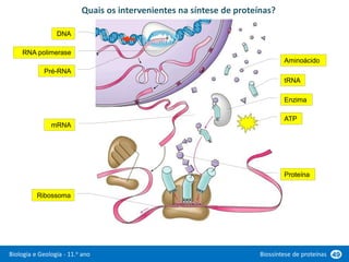 Biologia e Geologia - 11.o ano Biossíntese de proteínas 49
Quais os intervenientes na síntese de proteínas?
DNA
RNA polimerase
Pré-RNA
mRNA
Aminoácido
tRNA
Enzima
ATP
Ribossoma
Proteína
 