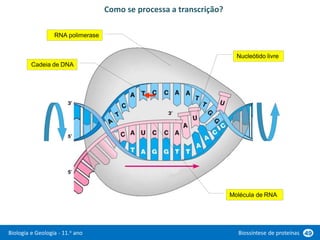 Biologia e Geologia - 11.o ano Biossíntese de proteínas 49
Como se processa a transcrição?
RNA polimerase
Cadeia de DNA
Nucleótido livre
Molécula de RNA
 