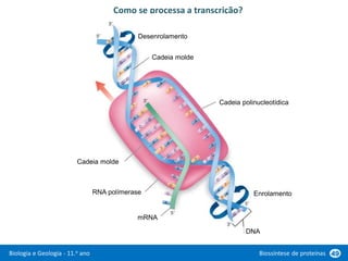 Biologia e Geologia - 11.o ano Biossíntese de proteínas 49
Como se processa a transcrição?
DNA
mRNA
RNA polímerase
Cadeia molde
Cadeia polinucleotídica
Cadeia molde
Desenrolamento
Enrolamento
 
