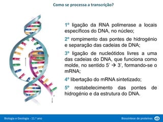 Biologia e Geologia - 11.o ano Biossíntese de proteínas 49
1º ligação da RNA polimerase a locais
específicos do DNA, no núcleo;
2º rompimento das pontes de hidrogénio
e separação das cadeias de DNA;
3º ligação de nucleótidos livres a uma
das cadeias do DNA, que funciona como
molde, no sentido 5’  3’, formando-se o
mRNA;
4º libertação do mRNA sintetizado;
5º restabelecimento das pontes de
hidrogénio e da estrutura do DNA.
Como se processa a transcrição?
 