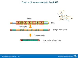 Biologia e Geologia - 11.o ano Biossíntese de proteínas 49
Como se dá o processamento do mRNA?
DNA
Intrões
Exões
RNA pré-mensageiro
RNA mensageiro funcional
Processamento
Transcrição
 