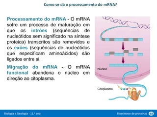 Biologia e Geologia - 11.o ano Biossíntese de proteínas 49
Processamento do mRNA - O mRNA
sofre um processo de maturação em
que os intrões (sequências de
nucleótidos sem significado na síntese
proteica) transcritos são removidos e
os exões (sequências de nucleótidos
que especificam aminoácidos) são
ligados entre si.
Migração do mRNA - O mRNA
funcional abandona o núcleo em
direção ao citoplasma.
Como se dá o processamento do mRNA?
Núcleo
Citoplasma
 